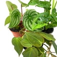 thumbnail image 5 of BubbleBlooms Indoor Foliage Assortment, 4 inch Set of 3, Best-Sellers Most Popular House Plant Variety, 5 of 9