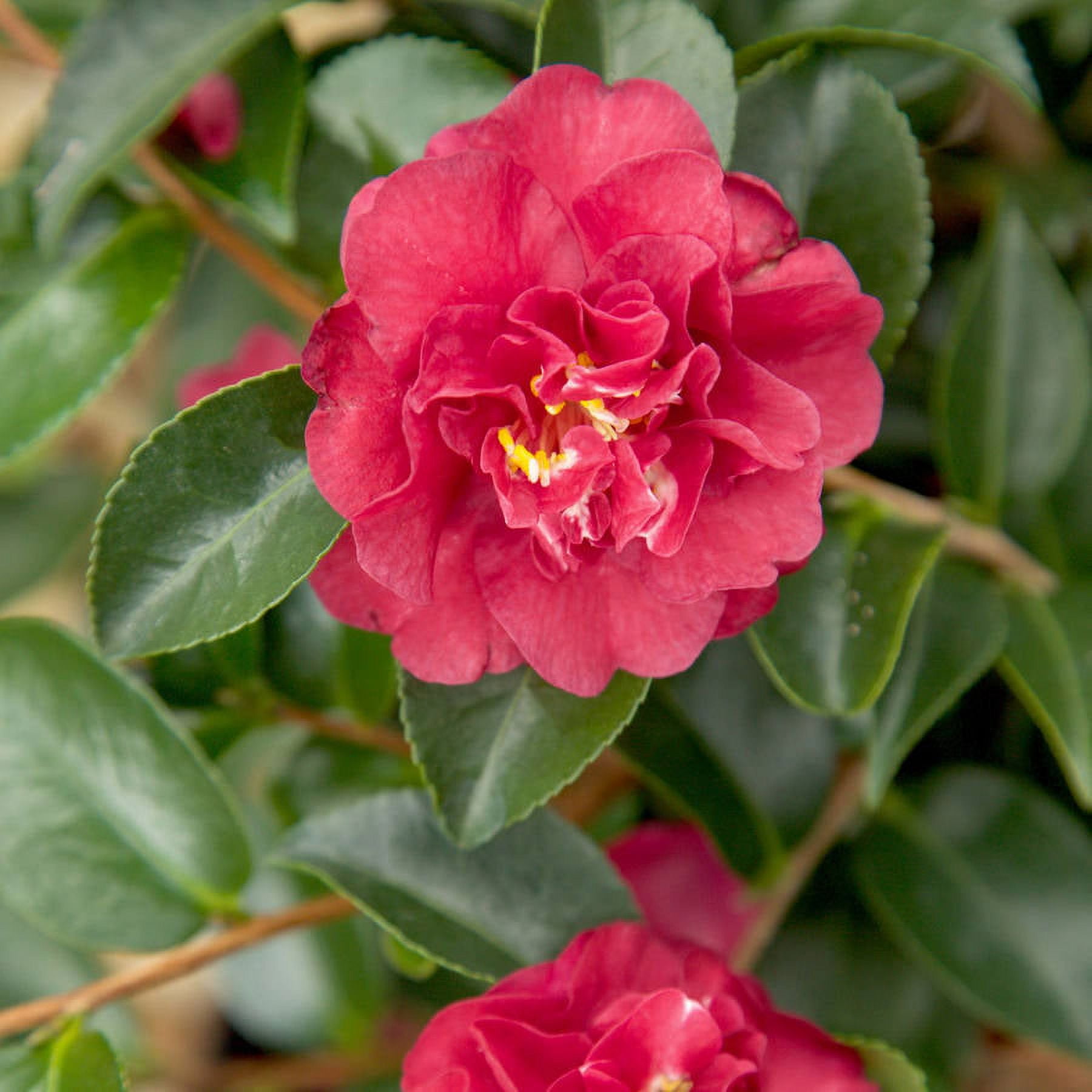 Southern Living October Magic Ruby Camellia Live Shrub in 2.5-Quart Grower Pot