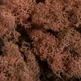 thumbnail image 2 of Vickerman Natural Botanicals 2 lb. Coral Reindeer Moss, Preserved., 2 of 3