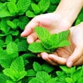 thumbnail image 5 of Fresh Assorted Mint Live Plant in 3.5 Inch Pot, Mint Herb Live Plant for Indoor Outdoor Growing, Spring Planting, 5 of 6