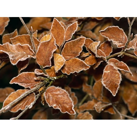 Hoar Frost Crystals Rim Beech Leaves in December in Devon, England, United Kingdom, Europe Print Wall Art By Michael