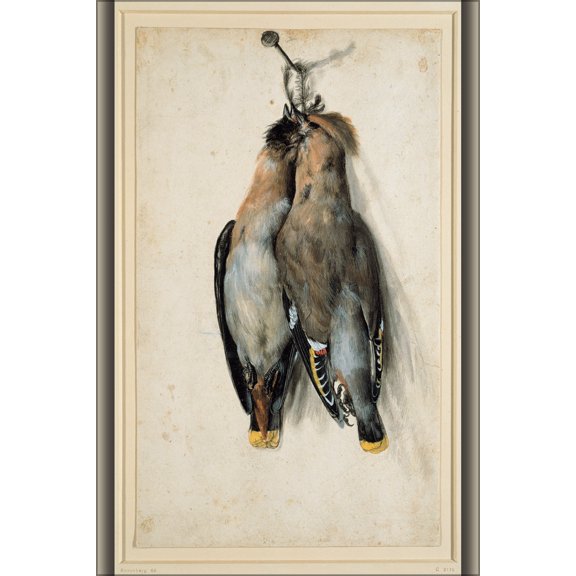 24"x36" Gallery Poster, Lucas Cranach the Elder - Two Dead Bohemian Waxwings 1530
