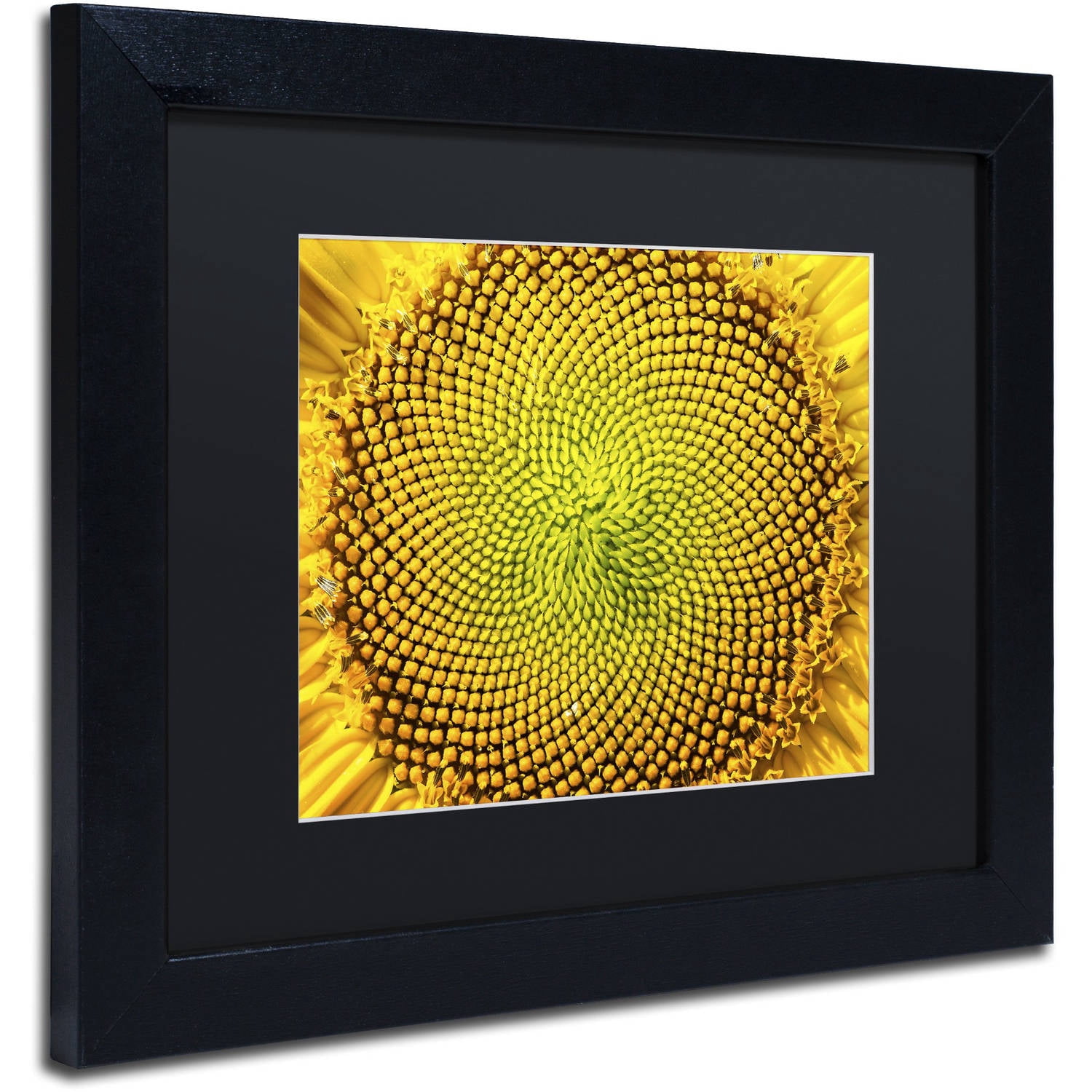 Trademark Fine Art "Cosmic Patterns in Nature" Canvas Art by Kurt Shaffer, Black Matte, Black Frame