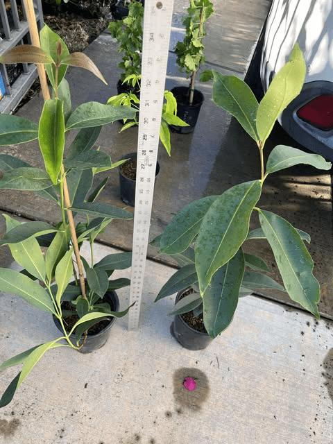 Java Plum Tree Black Plum Fruit Plant Syzygium Cumini Jamun Tree 1.5-2 Feet Tall Gal Pot