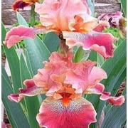 (5-Pack) 20 Heirloom Iris Seeds Fragrant Flower Plant (much less money than bulbs)