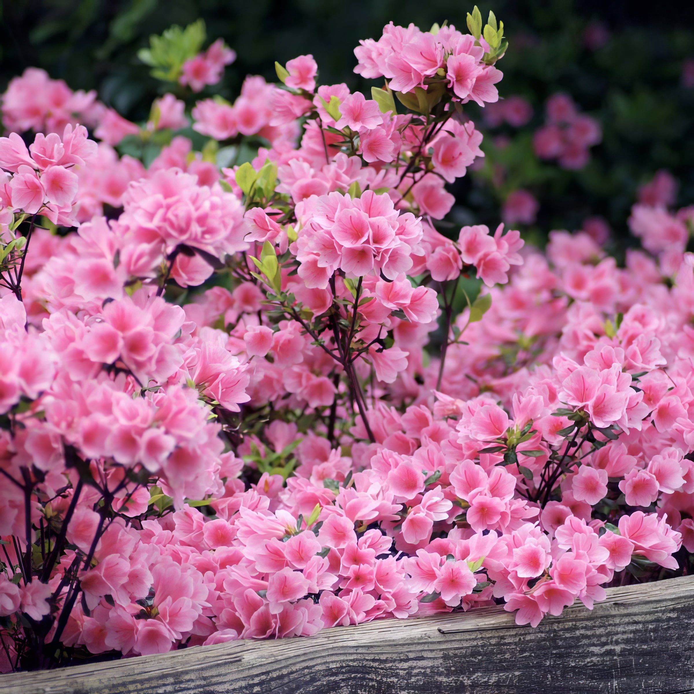 Live Shrub 3 gal Azalea 'Pink Ruffles' with Partial Sunlight