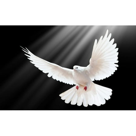 Morning Framed Poster - Laminated Poster White Dove Poster Picture Flying Bird Morning Peace Love Poster Print 24 x 36