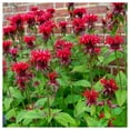 thumbnail image 3 of Everwilde Farms - 1/4 lb Red Bee Balm Native Wildflower Seeds - Gold Vault Bulk Seed Packet, 3 of 3