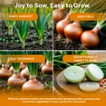 thumbnail image 6 of Organo Republic Walla Walla Onion Seeds – 275+ Non-GMO Heirloom Seeds, 1g Packet for Planting Vegetables Indoors & Outdoors, Home Garden Vegetable Seeds, 6 of 6