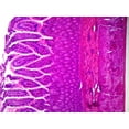 thumbnail image 4 of Biology and General Mammal Histology Microscope Slide Set – 19 Slides by Go Science Crazy, 4 of 7