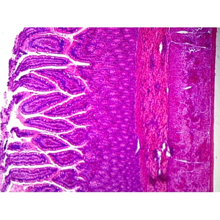 Smooth Muscle  Mammalian; Showing Smooth Fibers; Cross Section and Longitudinal Section by Go Science Crazy price history on PriceWatchPro