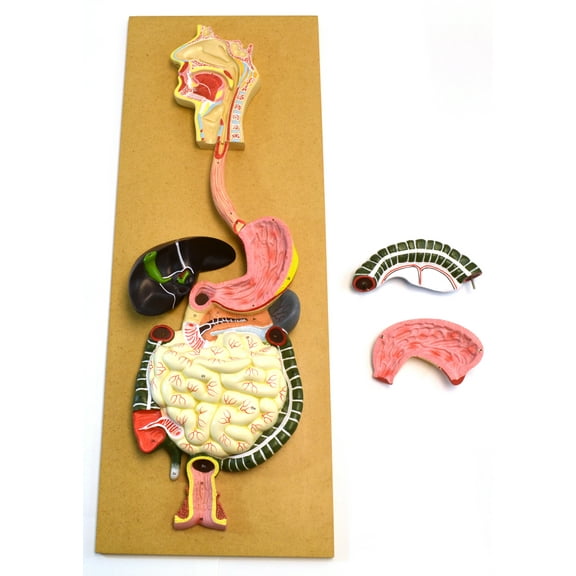 Eisco Labs Human Digestive System Model, Life Size, 32" Tall, 3 Parts