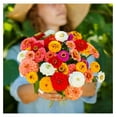 Zinnia Seeds Pumila/Cut & Come Again Mix, NonGMO Seeds for Planting