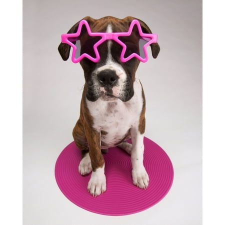 Portrait Of Dog Wearing Star-Shaped Sunglasses Stretched Canvas - Leah Hammond  Design Pics (24 x 30)