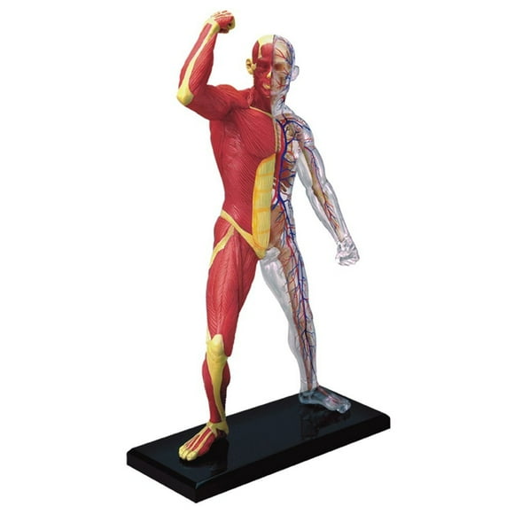 Game - Tedco Wild Science - Human Muscle & Skeleton Learning Toys 26058