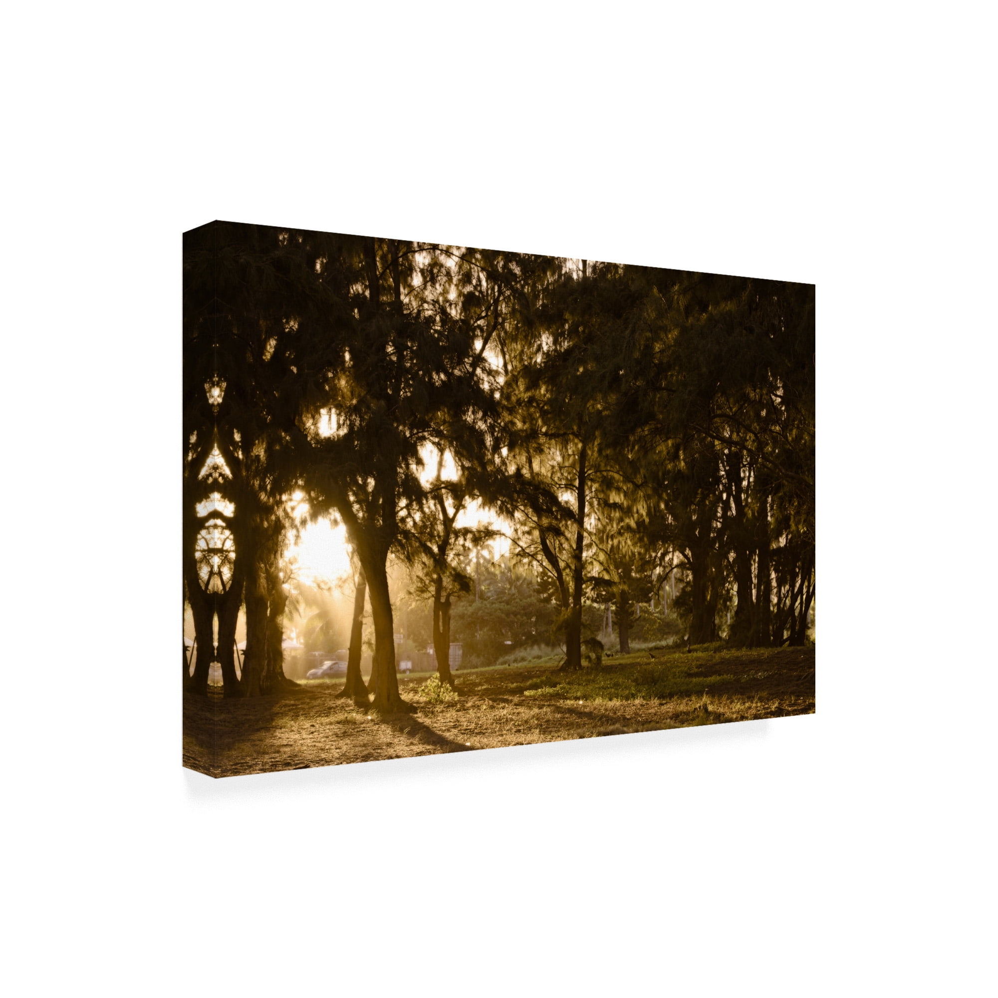 Trademark Fine Art 'Daybreak Tree Coverage' Canvas Art by Chuck Burdick