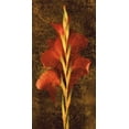 thumbnail image 2 of Seba, John 18x32 Black Ornate Wood Framed with Double Matting Museum Art Print Titled - Gladiola, 2 of 4