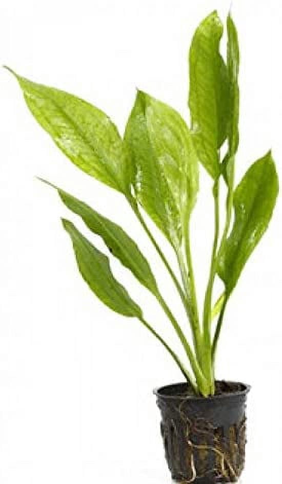 4 Potted Live Aquarium Plants Bundle - Anubia, Amazon Sword, Kleiner Bar, Narrow Leaf