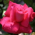 thumbnail image 6 of Heirloom Roses - Lady Mitchell™ English Legend Rose Plant, 6 of 7