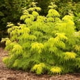 thumbnail image 3 of RedCrocus Lemony Lace Elderberry Sambucus racemosa Variegated Foliage Bush for Garden Borders & Containers  3 Gallon, 3 of 17