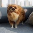 thumbnail image 3 of Modelo de perro pomerania de simulación de juguete de peluche para niños, 3 of 5