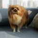 thumbnail image 3 of Modelo de perro pomerania de simulación de juguete de peluche para niños, 3 of 5