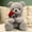 9.1"Gray, variant on 9.1" Valentines Day Stuffed Animals Teddy Bear with Rose, Large Rose Bear Valentines Day Gift Plush Toy Cartoon Cuddly Doll Birthday Party Holiday Wedding Decor Gift Stuffed Animals