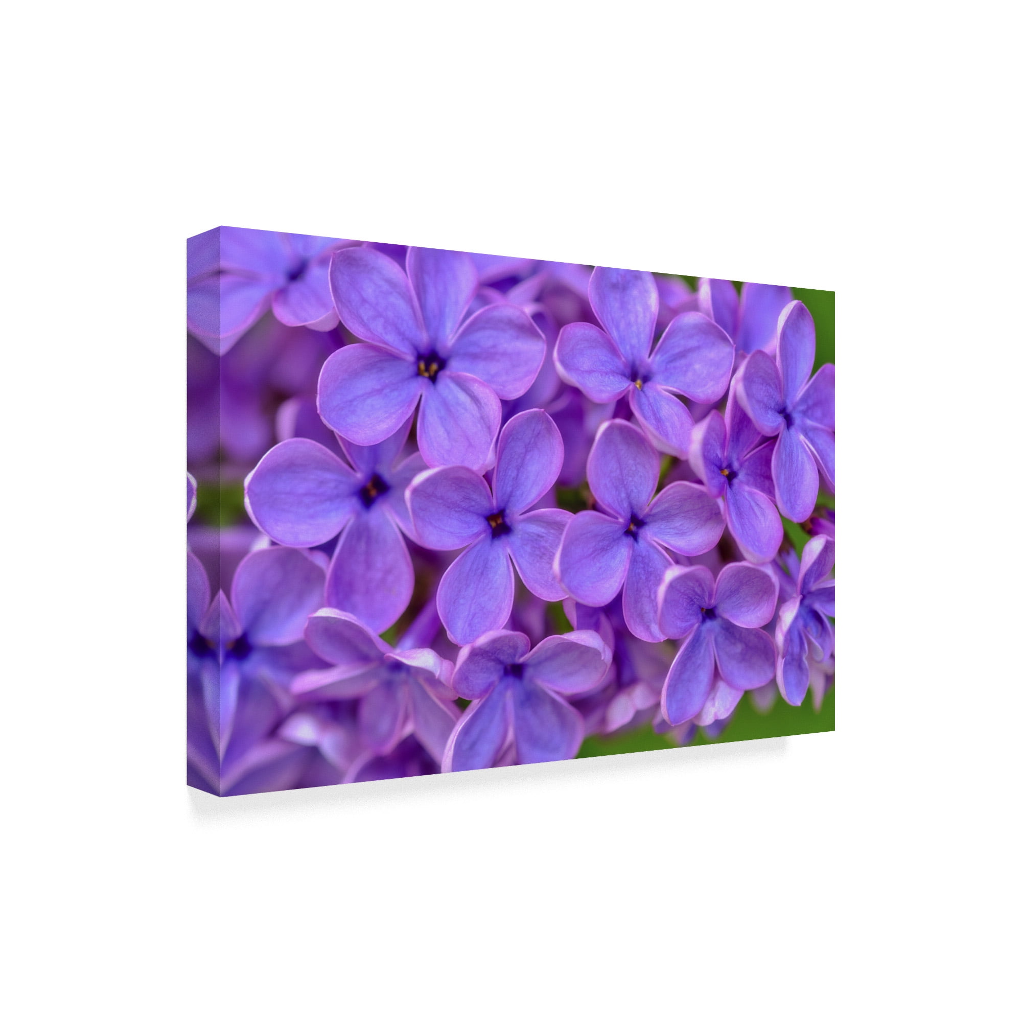 Trademark Fine Art 'Lilac Flower' Canvas Art by Cora Niele