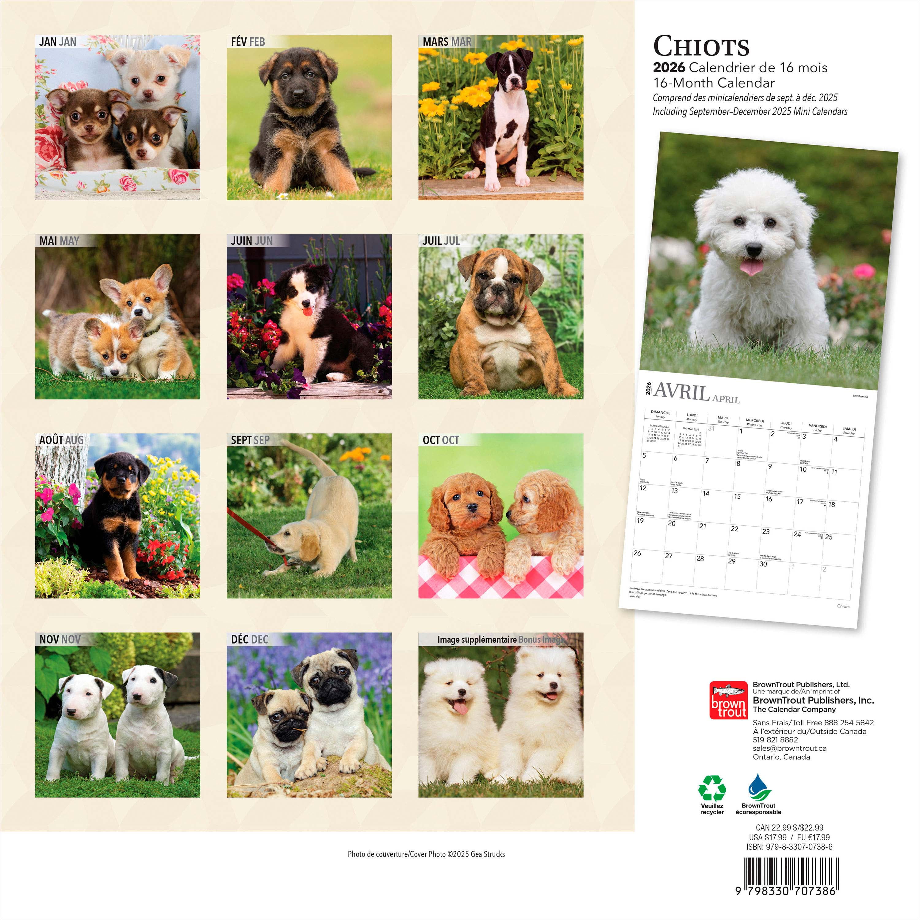 Chiots 2026 Square FRENCH BTCA