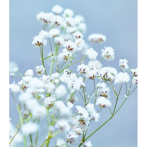 Earthcare Seeds - Baby's Breath 1000 Seeds (Gypsophila Elegans) Heirloom - Open Pollinated