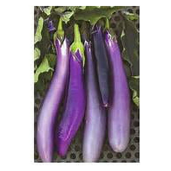 Eggplant Long Purple Great Heirloom Vegetable Seeds By Seed Kingdom BULK 8,000 Seeds