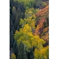 thumbnail image 2 of Jaynes Gallery 13x18 Gold Ornate Wood Framed with Double Matting Museum Art Print Titled - USA-Colorado-Uncompahgre National Forest Overview of aspen and Gambels oak trees in ravine, 2 of 4