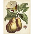thumbnail image 2 of Unknown 12x14 Black Ornate Wood Framed with Double Matting Museum Art Print Titled - Antique Pear Study I, 2 of 4