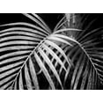 thumbnail image 2 of Van Swearingen, Debra 32x25 White Modern Wood Framed Museum Art Print Titled - Palm Fronds, 2 of 4