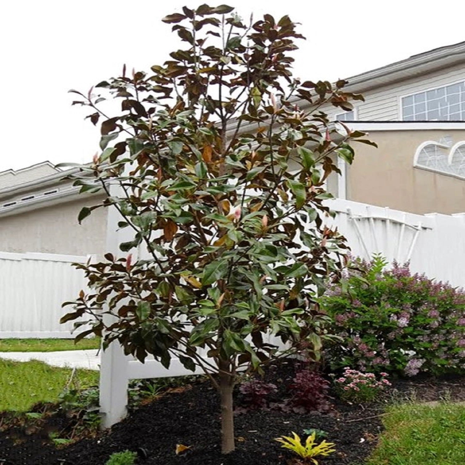 Expert Gardener 1.5- 2 ft tall Bracken's Brown Beauty Southern Magnolia Live Tree in 3-Gallon Grower Pot