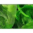 thumbnail image 2 of Madagascar Lace Bulb - Aponogeton madagascariensis, 2 of 4