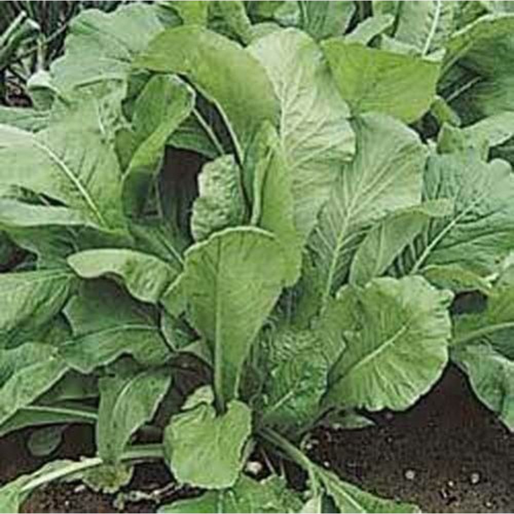 Mustard Spinach (Komatsuna) Tendergreen Great Heirloom Vegetable 2,500