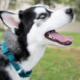 thumbnail image 2 of Country Brook Petz - Martingale Dog Collar - Heavy-Duty Training Collar with No Buckle - Service Dog Collar for All Pups - 10+ Cool Colors (Teal, 1 Inch, Medium), 2 of 8
