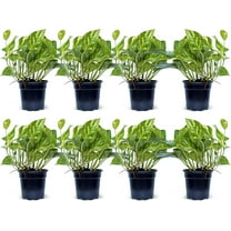 8 Pack Live Golden Pothos, Devil's Ivy Vine, Indoor Trailing Houseplant, Variegated Potted Plant, Sympathy Gift, Birthday Gift, Office Gift, Housewarming Gift in 4" Pot