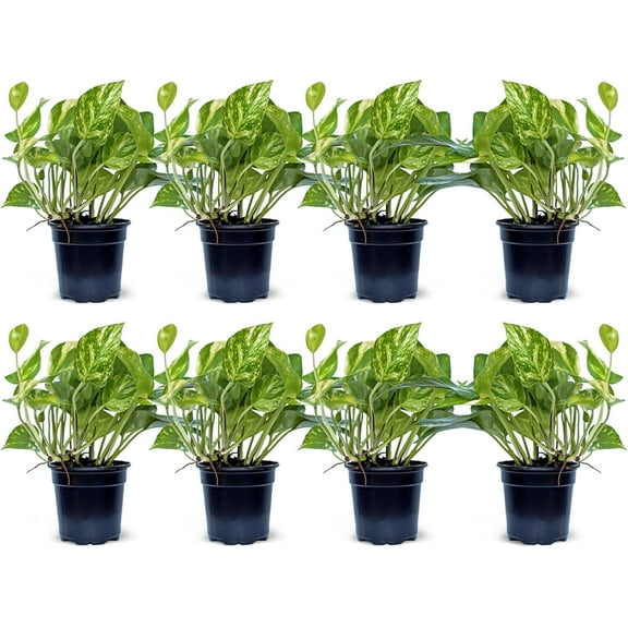 8 Pack Live Golden Pothos, Devil's Ivy Vine, Indoor Trailing Houseplant, Variegated Potted Plant, Sympathy Gift, Birthday Gift, Office Gift, Housewarming Gift in 4" Pot