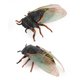 thumbnail image 5 of de de plástico realistas modelo de simulado falso de 3 piezas para colección de ayudas didácticas s de ciencia Hugo Niños Insectos Animales Juguetes, 5 of 7