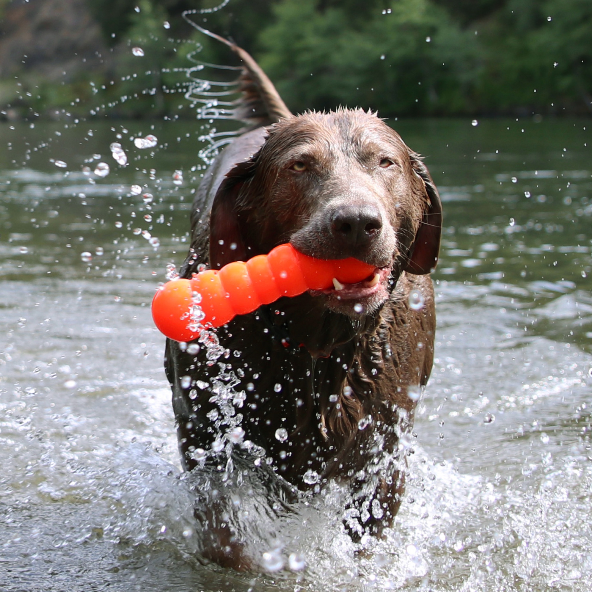 Ruff Dawg Dawg-Buster Indestructible Rubber Retrieving Dog Toy, Color Varies