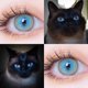 thumbnail image 1 of AMARA-lentes de contacto para ojos de gato, lentes de contacto de Color azul, maquillaje anual, belleza de Halloween, lentillas amarillas, 1 of 4