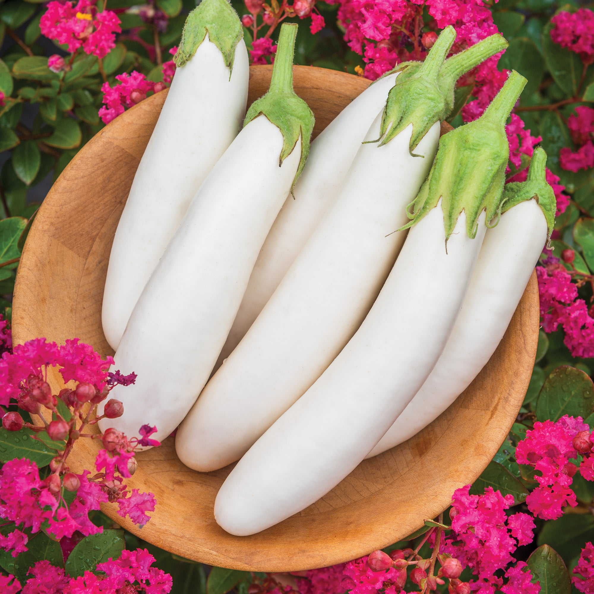 Burpee White Knight Hybrid Eggplant Vegetable Seed, 1-Pack
