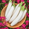thumbnail image 3 of Burpee White Knight Hybrid Eggplant Vegetable Seed, 1-Pack, 3 of 6