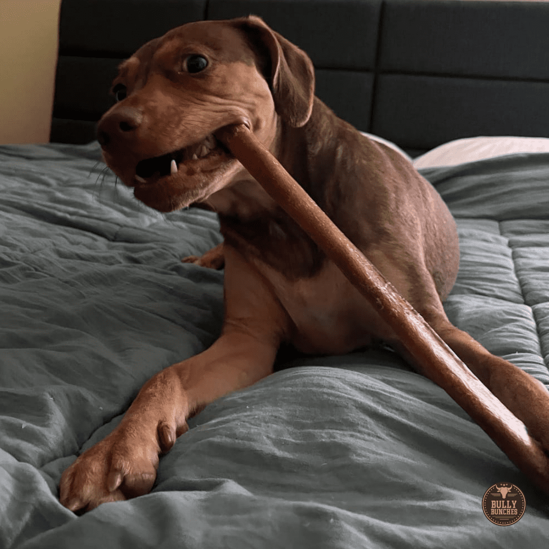 Bully Bunches Premium 12 Inch Thick Bully Stick - 10 Pack