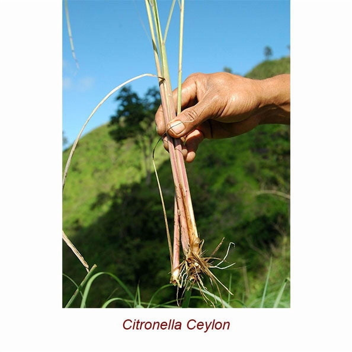 Citronella Organic Essential Oil 1 fl oz (30 ml) - 100% Pure and Natural by Silky Scents