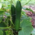 thumbnail image 2 of Filet de Concombre 2 m*100 m Filet de Soutien pour Plantes Grimpantes, 2 of 12