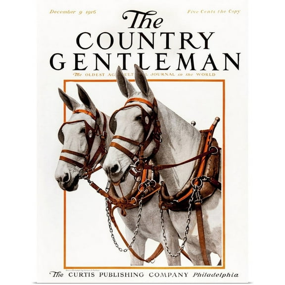 Great BIG Canvas | "Two white mules wearing harnesses" Art Print - 18x24