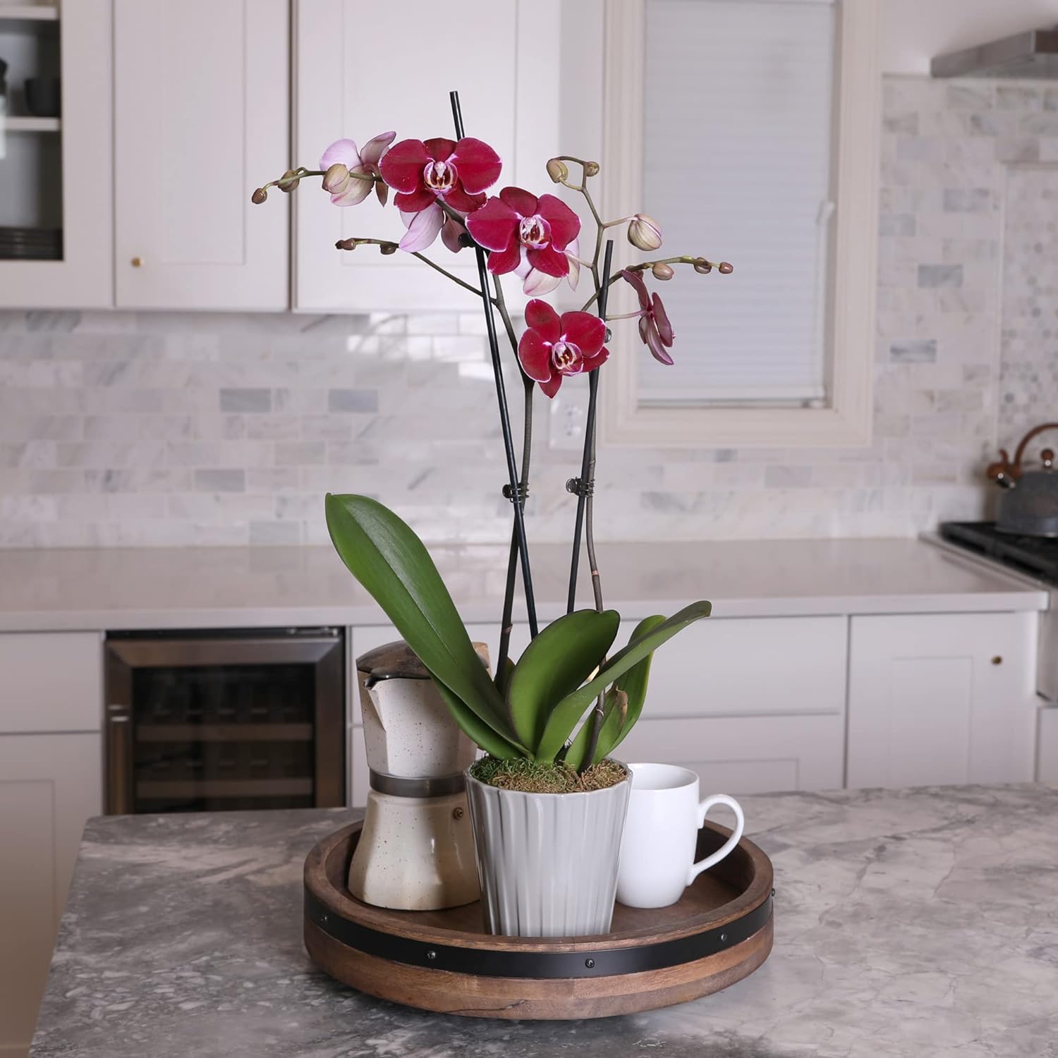 Just Add Ice 16-30" Dark Purple Premium Orchid Live Plant in 5" Grey Ceramic Pot, House Plant